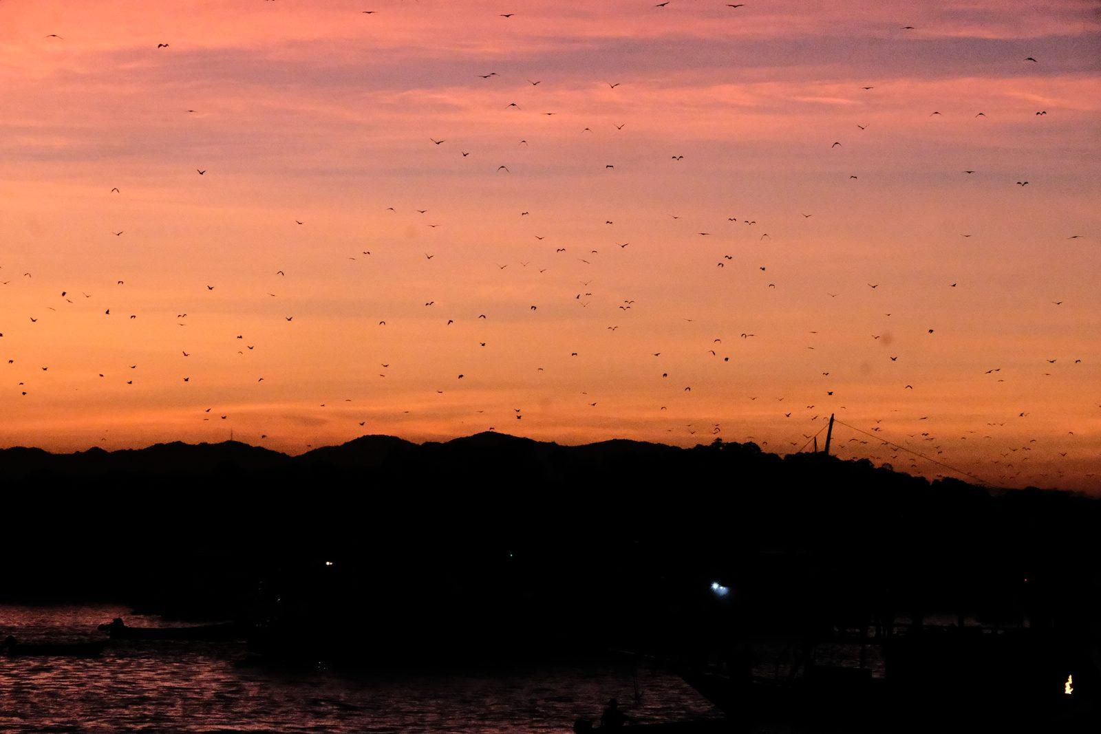 Princess Lala Phinisi – Kalong Island fruit bats at sunset