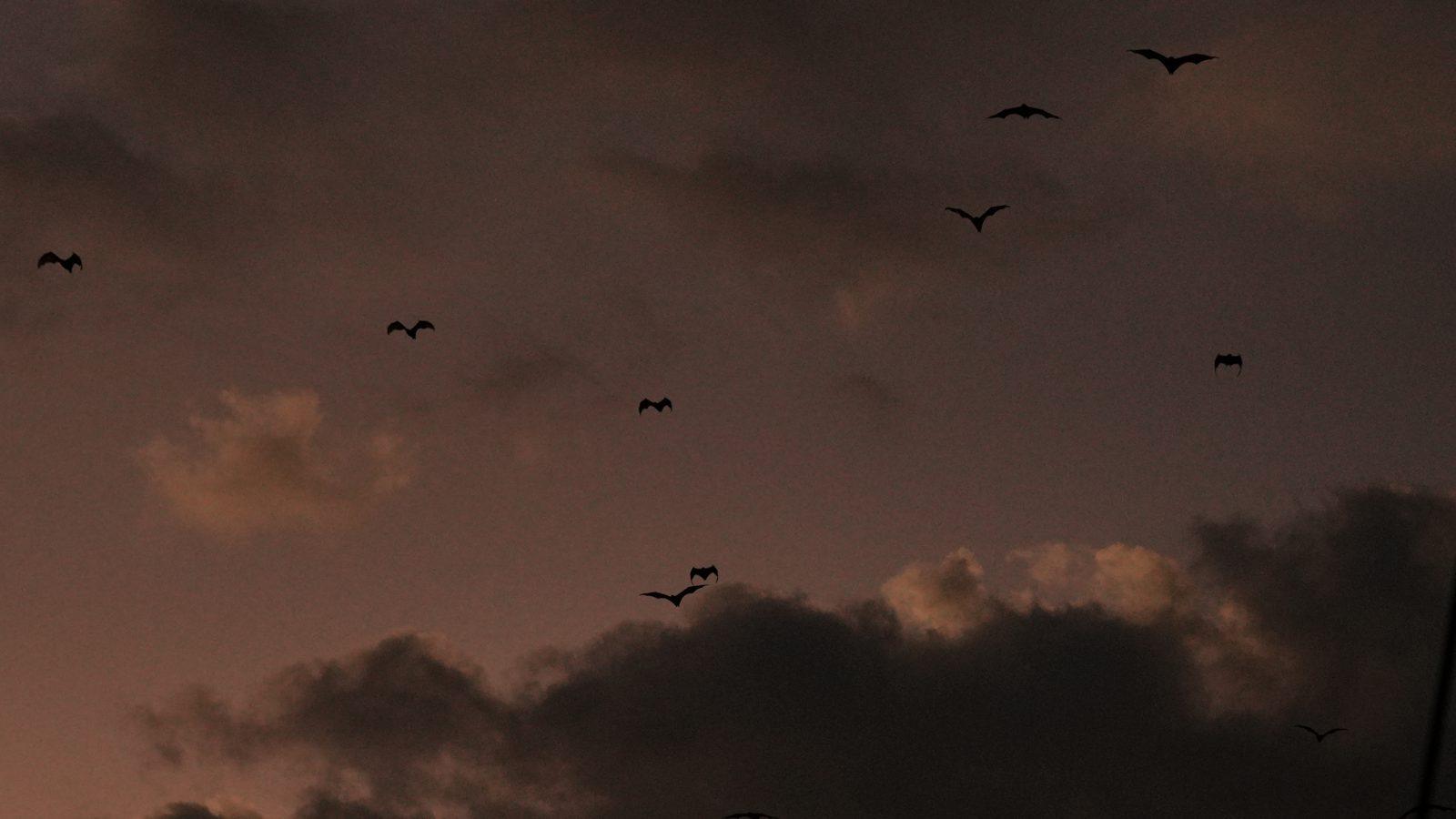 Kalong – Flock of bats in dusk sky (Real photo from a Komodo Explorer trip)