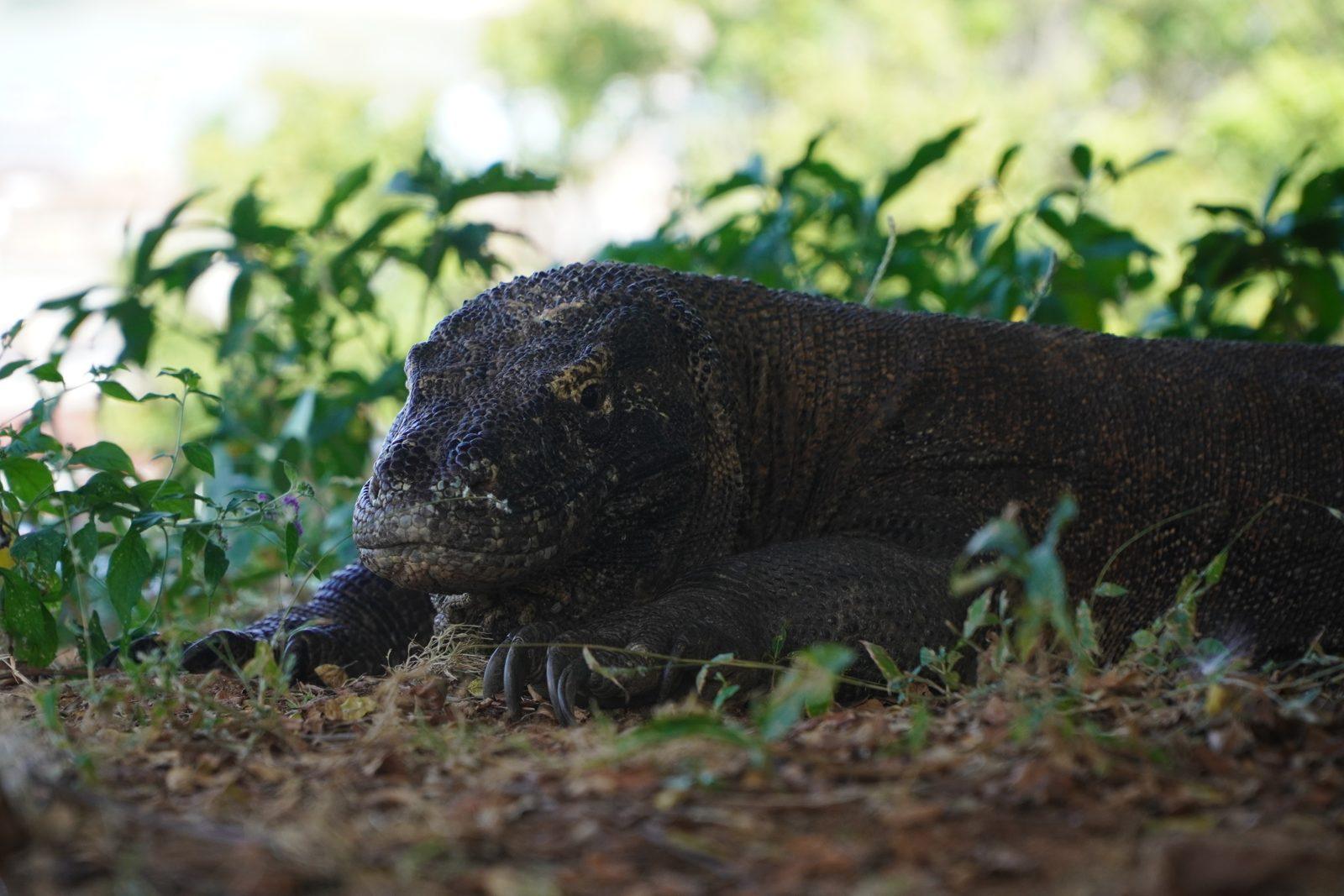 Princess Lala Phinisi – Komodo Island dragon walk