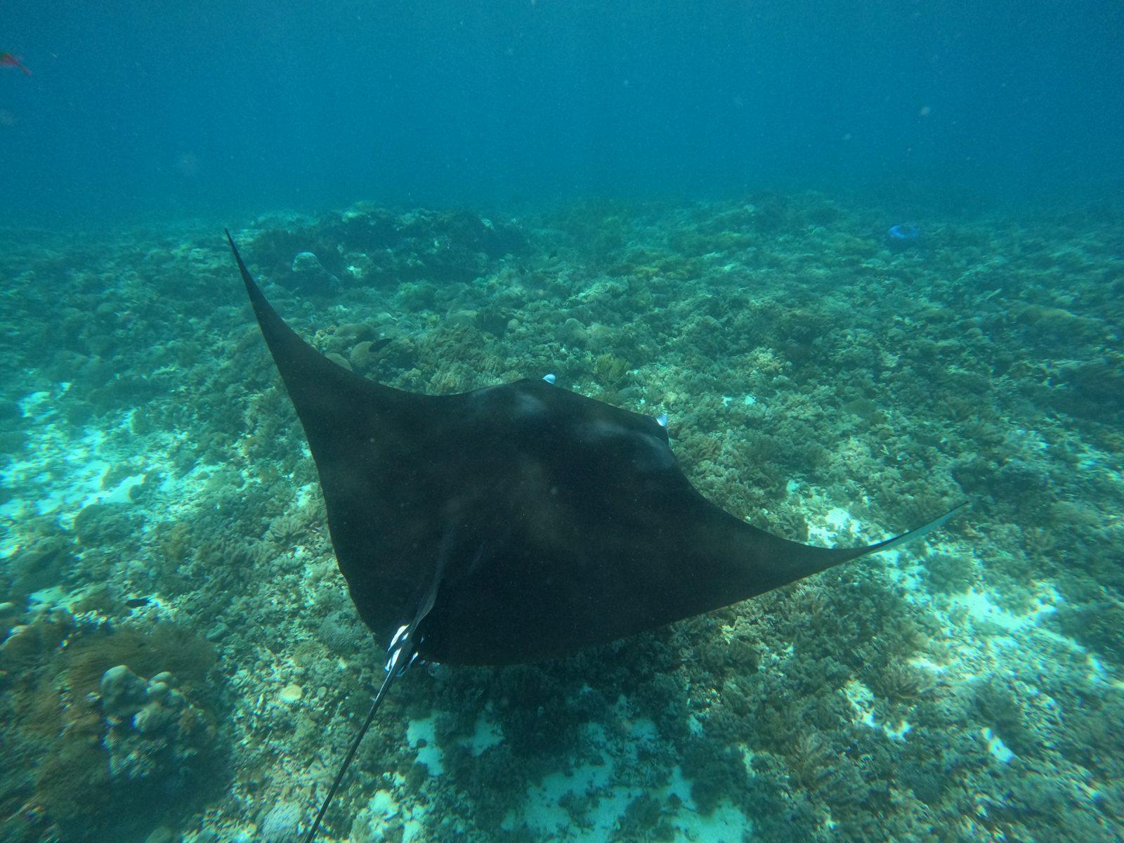 Princess Lala Phinisi – Manta Point drift snorkel