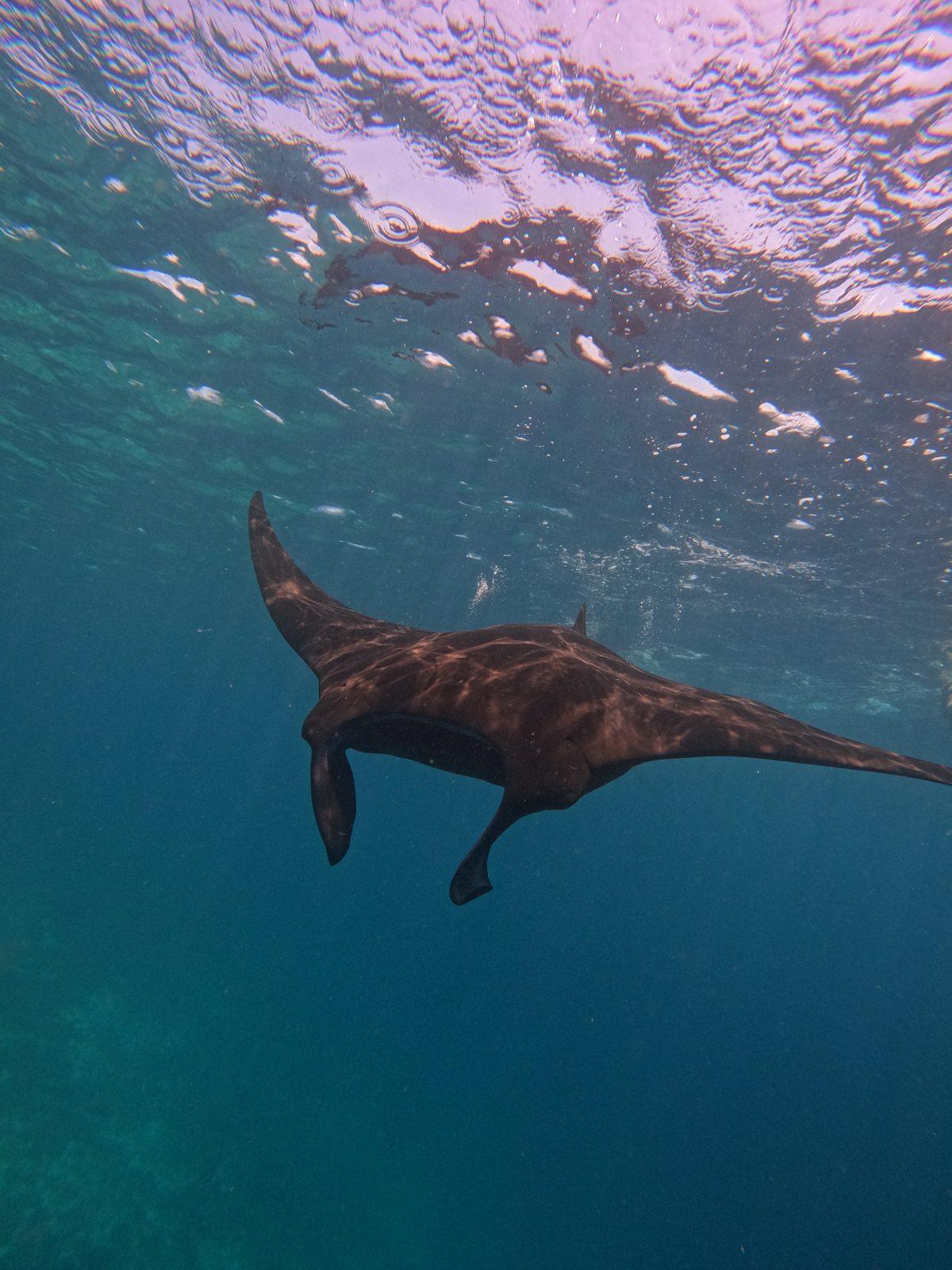 Manta Point – manta ray below swimmer at surface (Real photo from a Komodo Explorer trip)