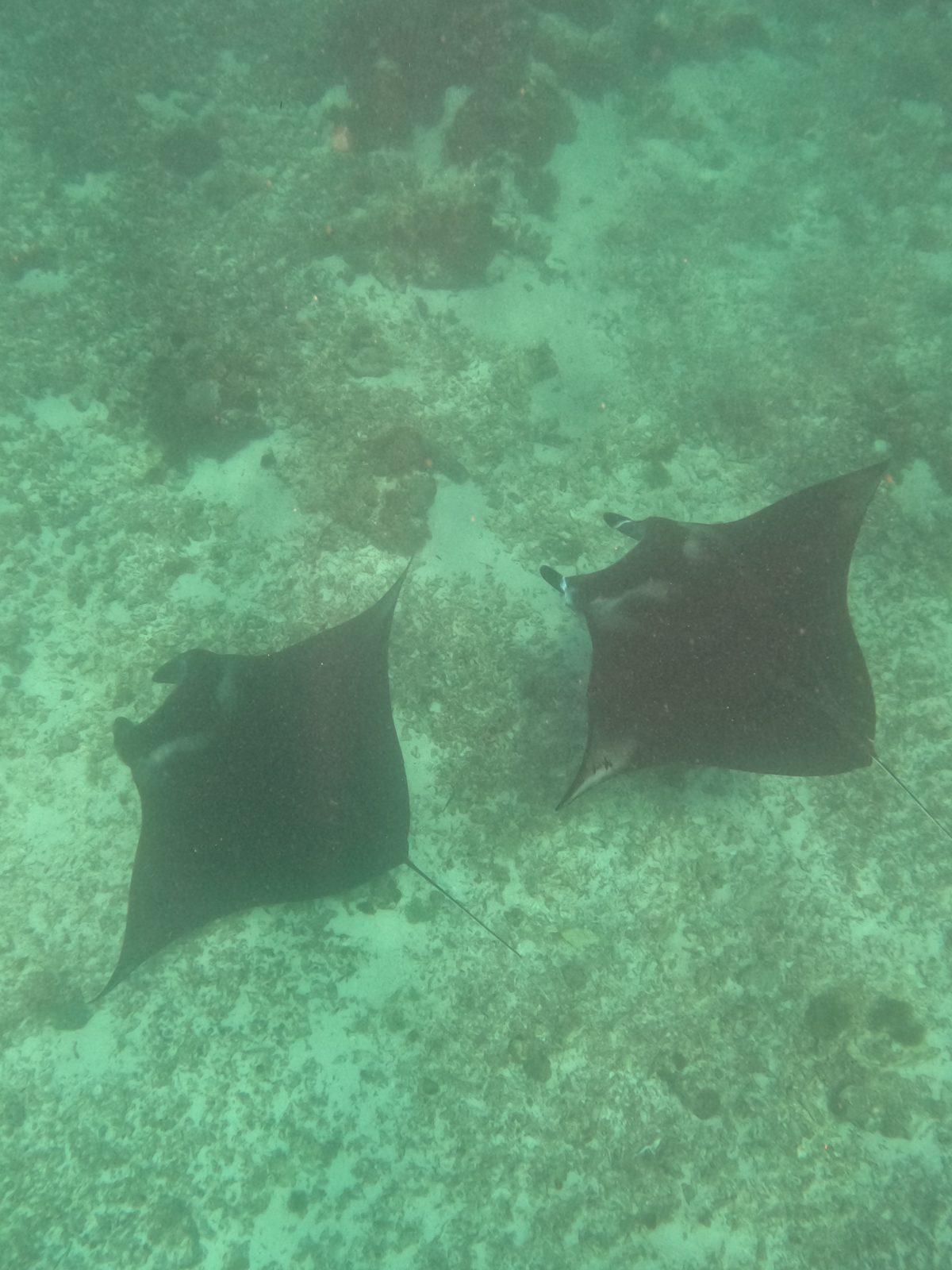 Manta Point – Two mantas over sandy reef, overhead (Real photo from a Komodo Explorer trip)