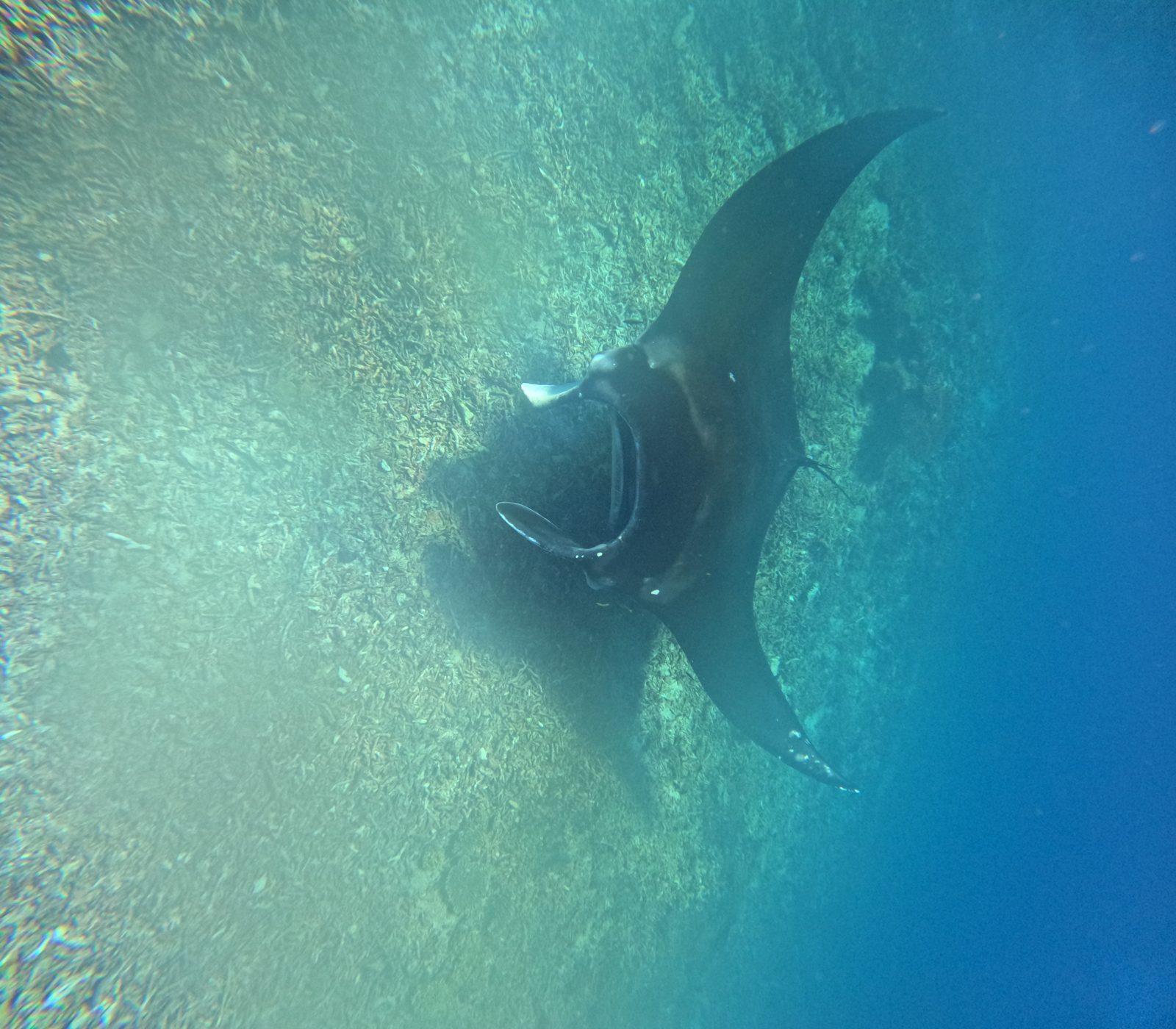 Manta Point – manta ray gliding over bright shallow water (Real photo from a Komodo Explorer trip)