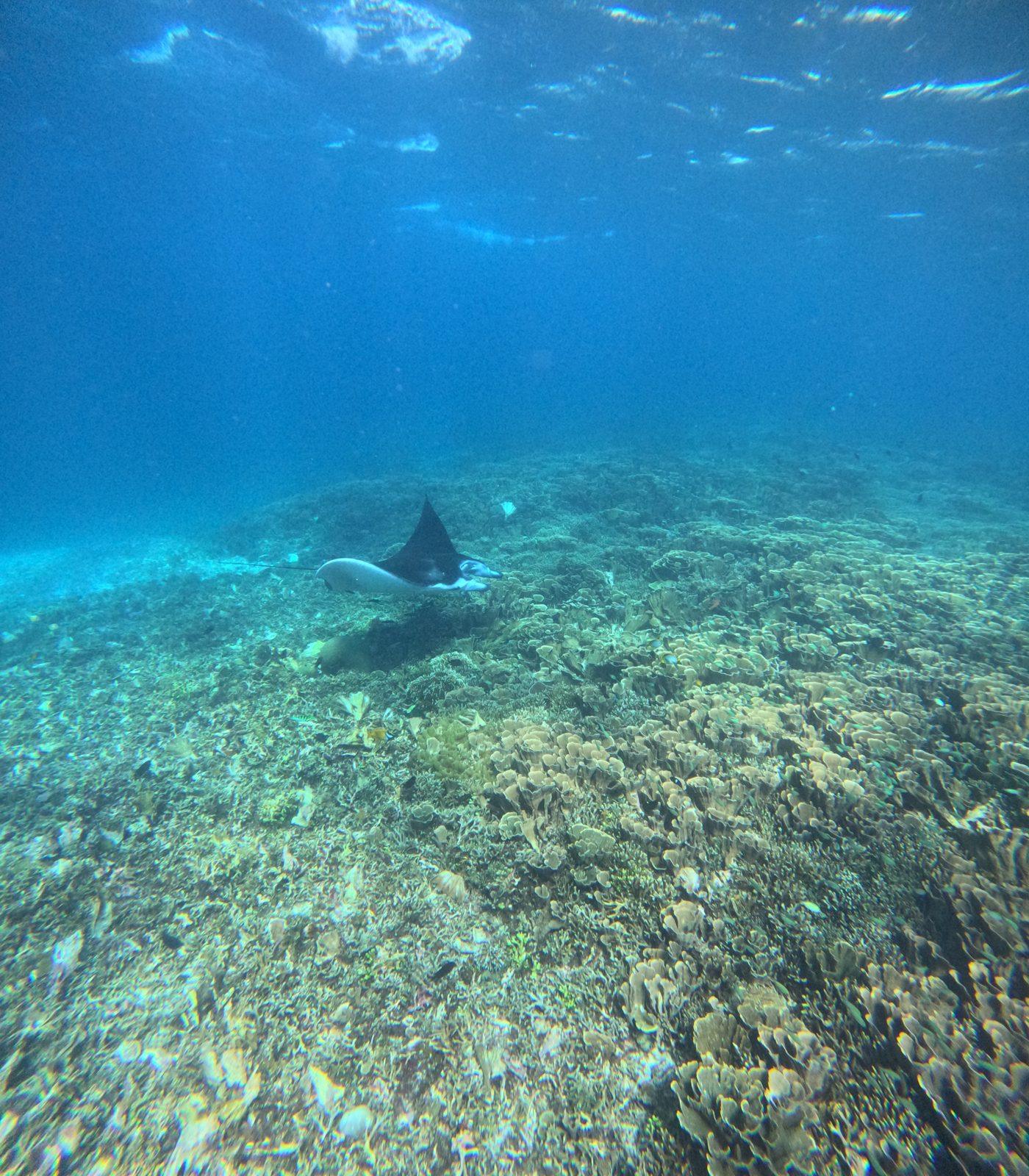 Manta Point – two manta rays gliding over reef (Real photo from a Komodo Explorer trip)