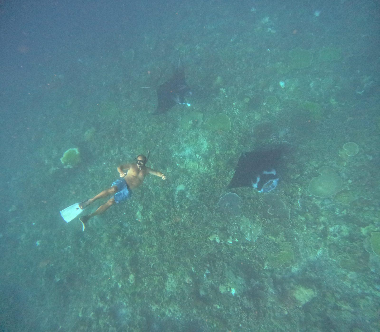 Manta Point – snorkeller with mantas over reef (Real photo from a Komodo Explorer trip)